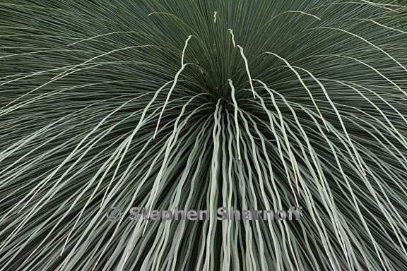 xanthorrhoea glauca 2 graphic